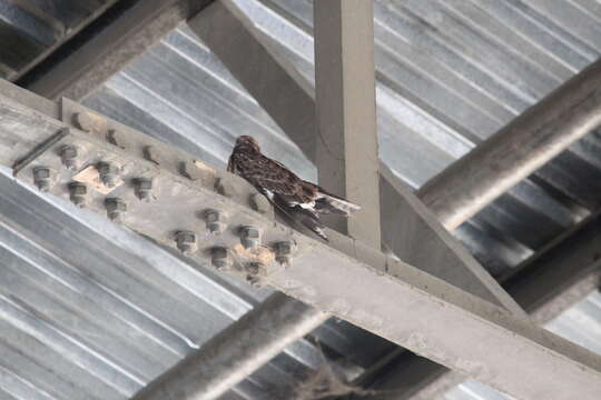 Image of Natal Nightjar