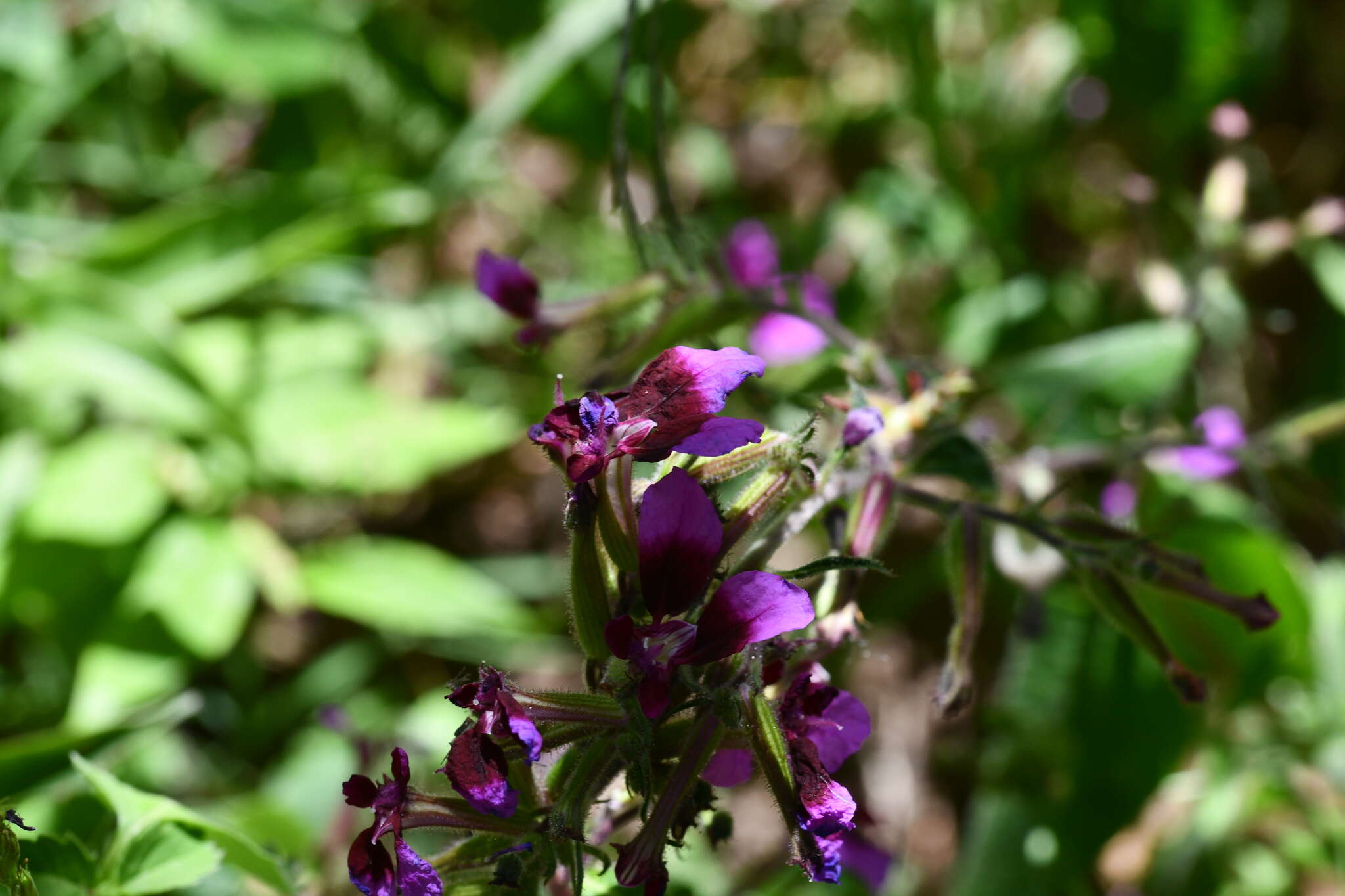 Image of Cuphea koehneana Rose