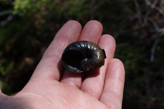 Image of Powelliphanta spedeni (Powell 1932)