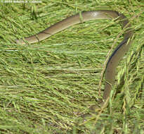 Image of Coluber constrictor flaviventris Say ex James 1823