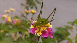 Image of Mountain-dwelling Short-winged Katydid