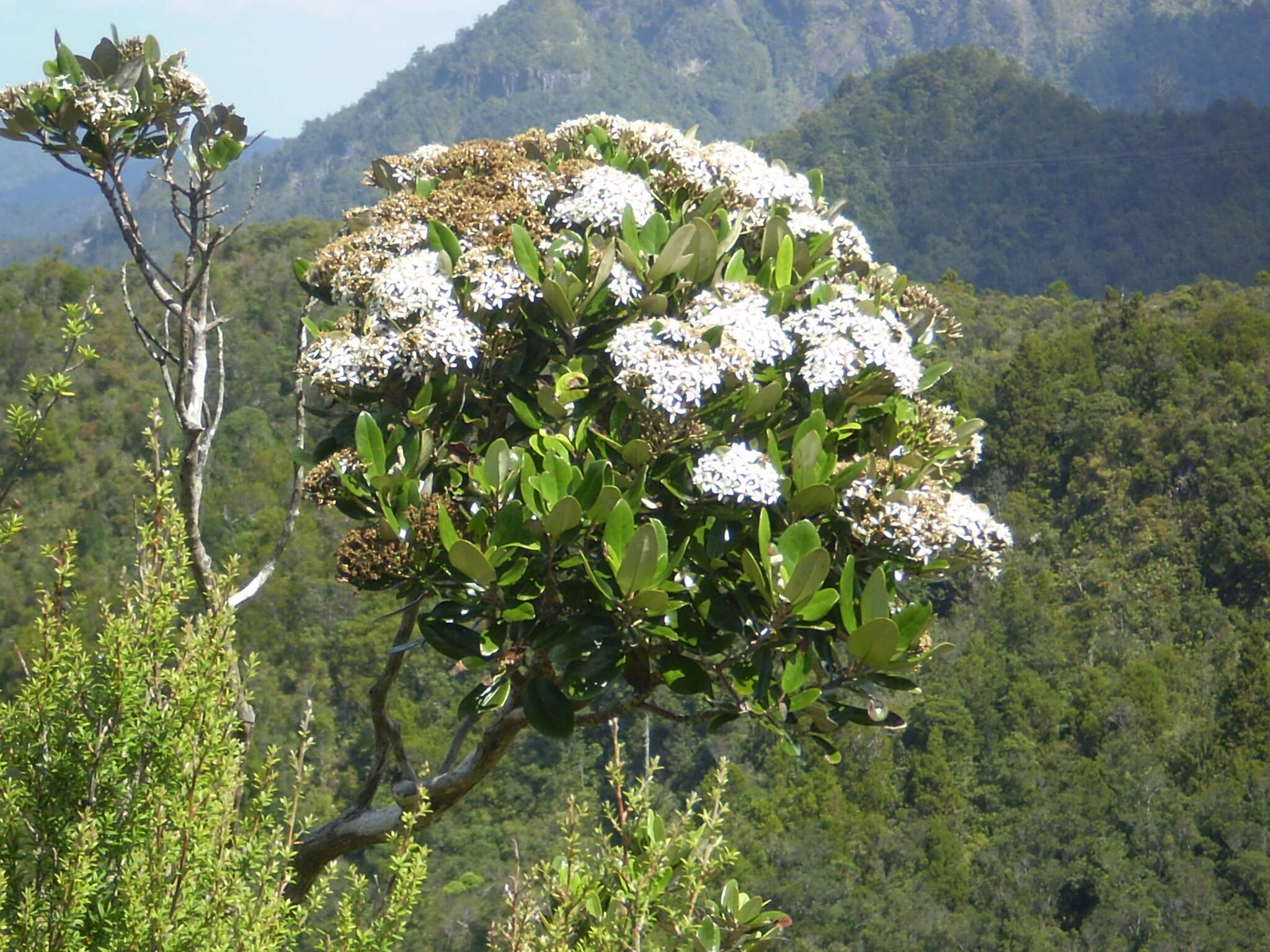 Imagem de Olearia townsonii Cheeseman