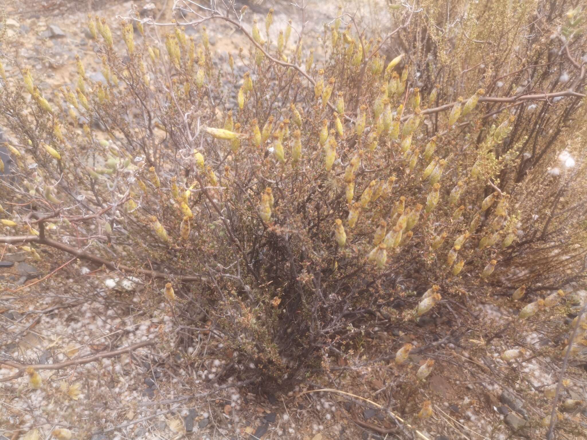 Imagem de Pteronia glomerata L. fil.