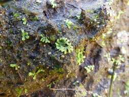 Image of Riccia huebeneriana subsp. sullivantii (Austin) R. M. Schust.