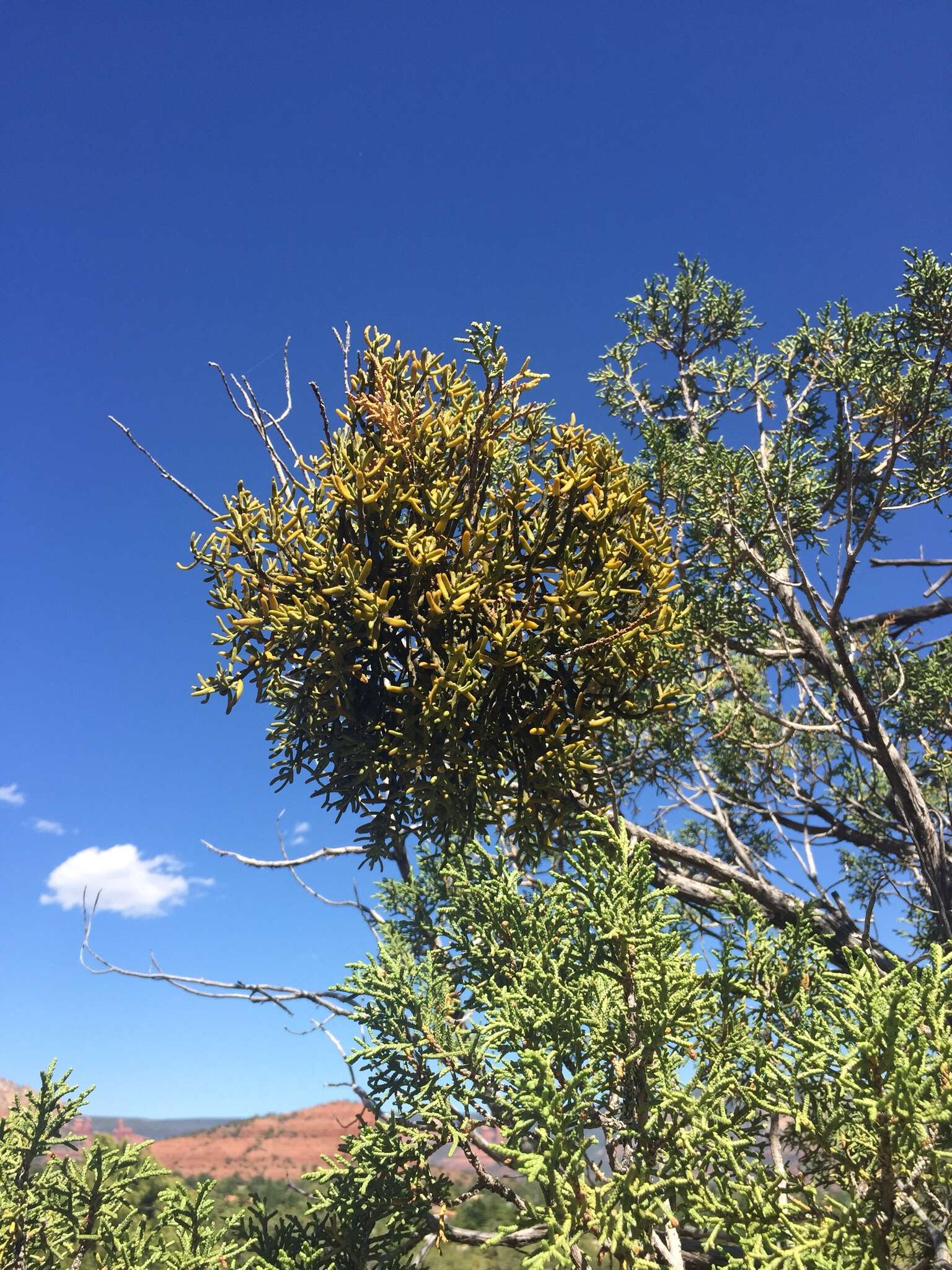 Image of juniper mistletoe