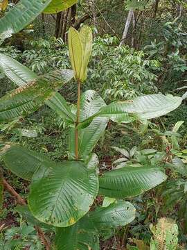 Image of Camasey-de-Costilla