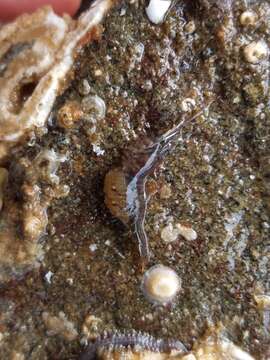 Image of Puget Sound coastal shrimp