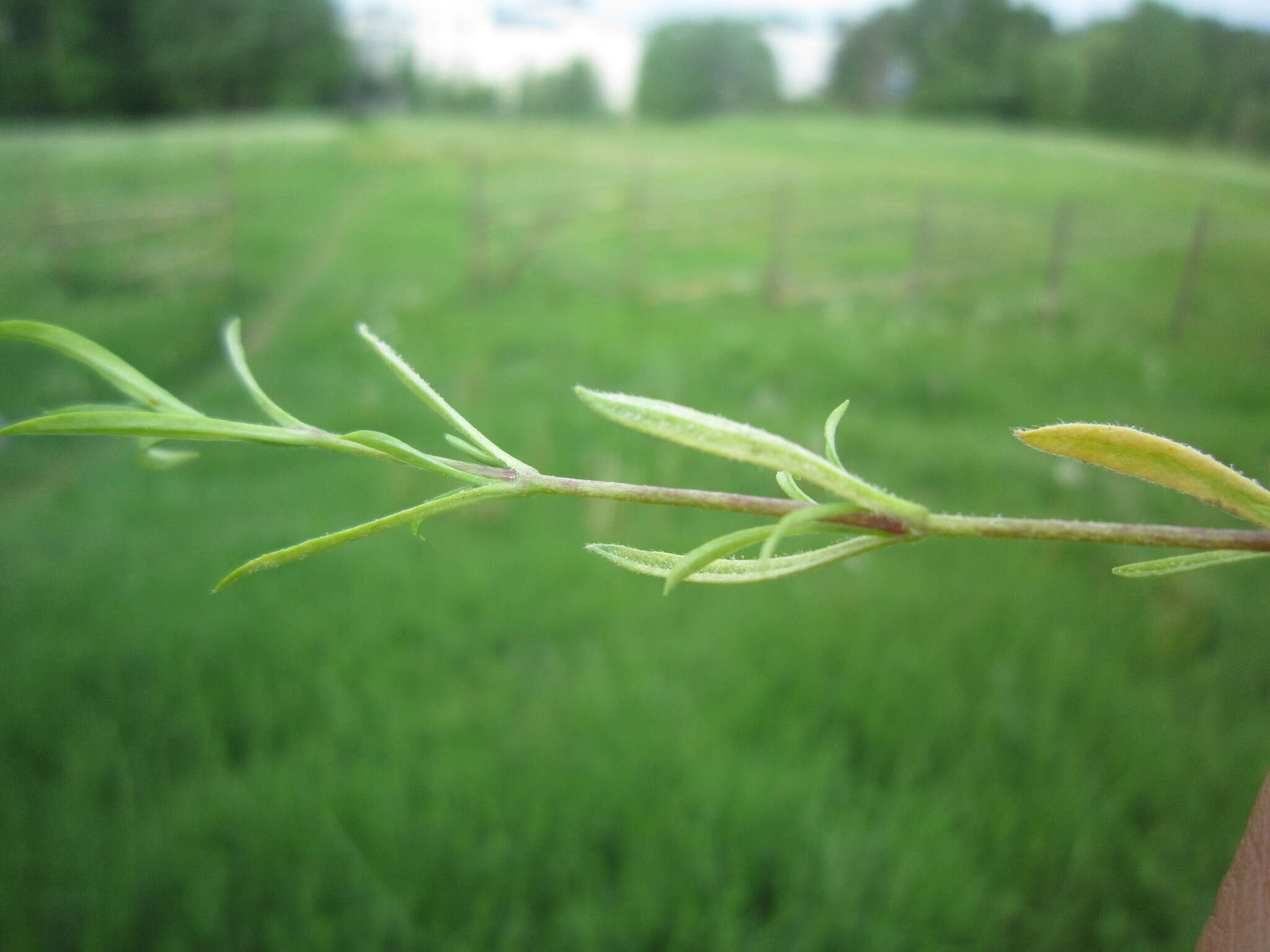 Sivun Peronospora conferta (Unger) Unger 1847 kuva