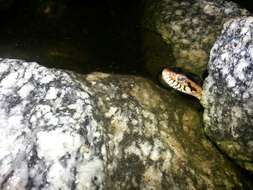 Image of Southern Water Snake