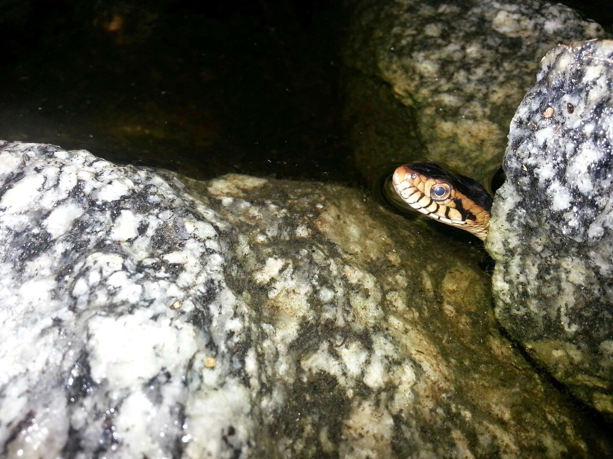 Image of Southern Water Snake