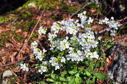 Image of Gray rockcress