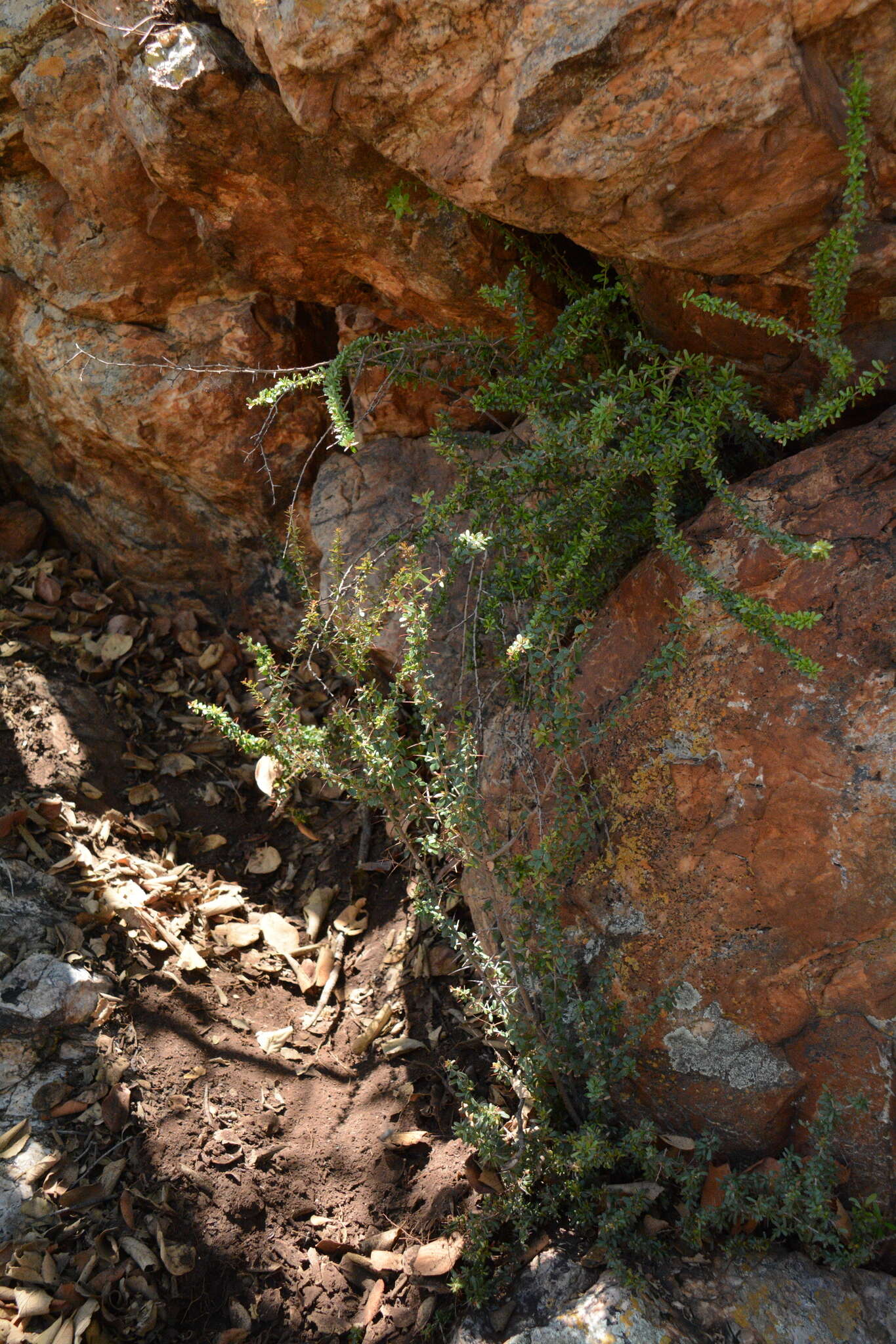 Plancia ëd Gymnosporia polyacantha subsp. vacciniifolia (Conrath) Jordaan