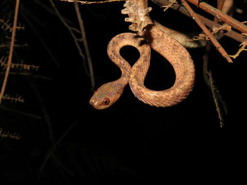 Image of Formosa Slug Snake