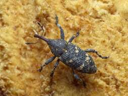 Image of Pissodes weevil