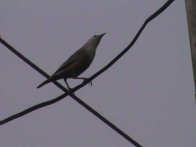 Image of Malabar Starling