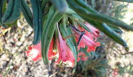 Lobostemon belliformis M. H. Buys resmi