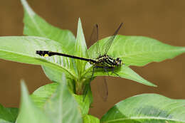 Imagem de Anisogomphus bivittatus (Selys 1854)