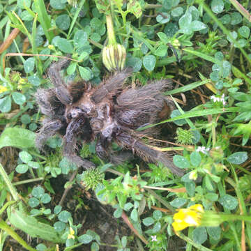 Image of Texas Brown Tarantula