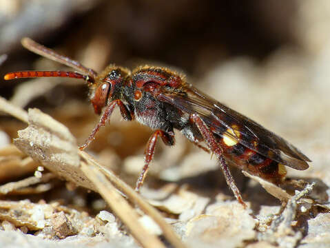 Imagem de Nomada gracilis Cresson 1863