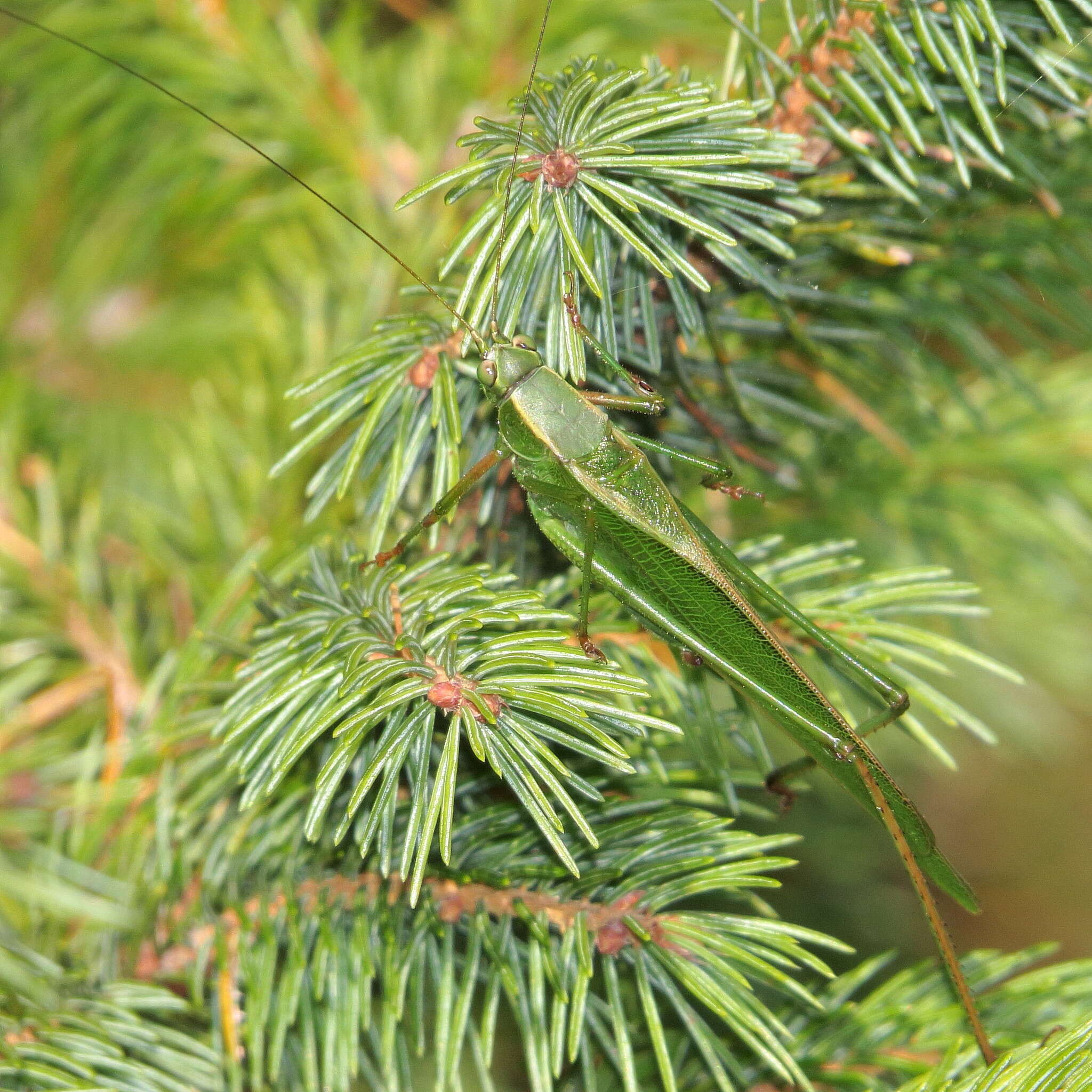 Image of Treetop Bush Katydid