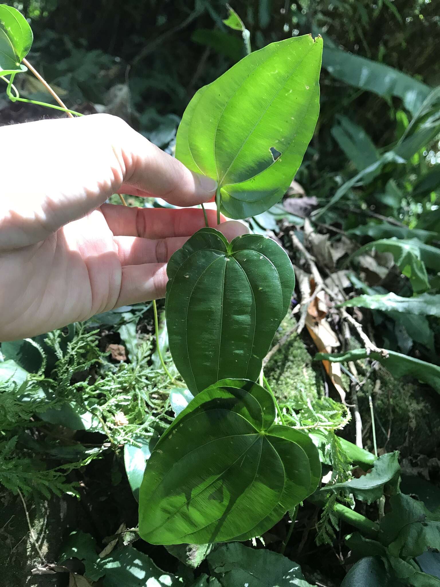 Image of Stemona tuberosa Lour.