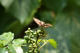 Phaedyma columella Cramer 1782 resmi