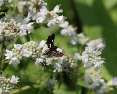 Image of Spotted Thyris