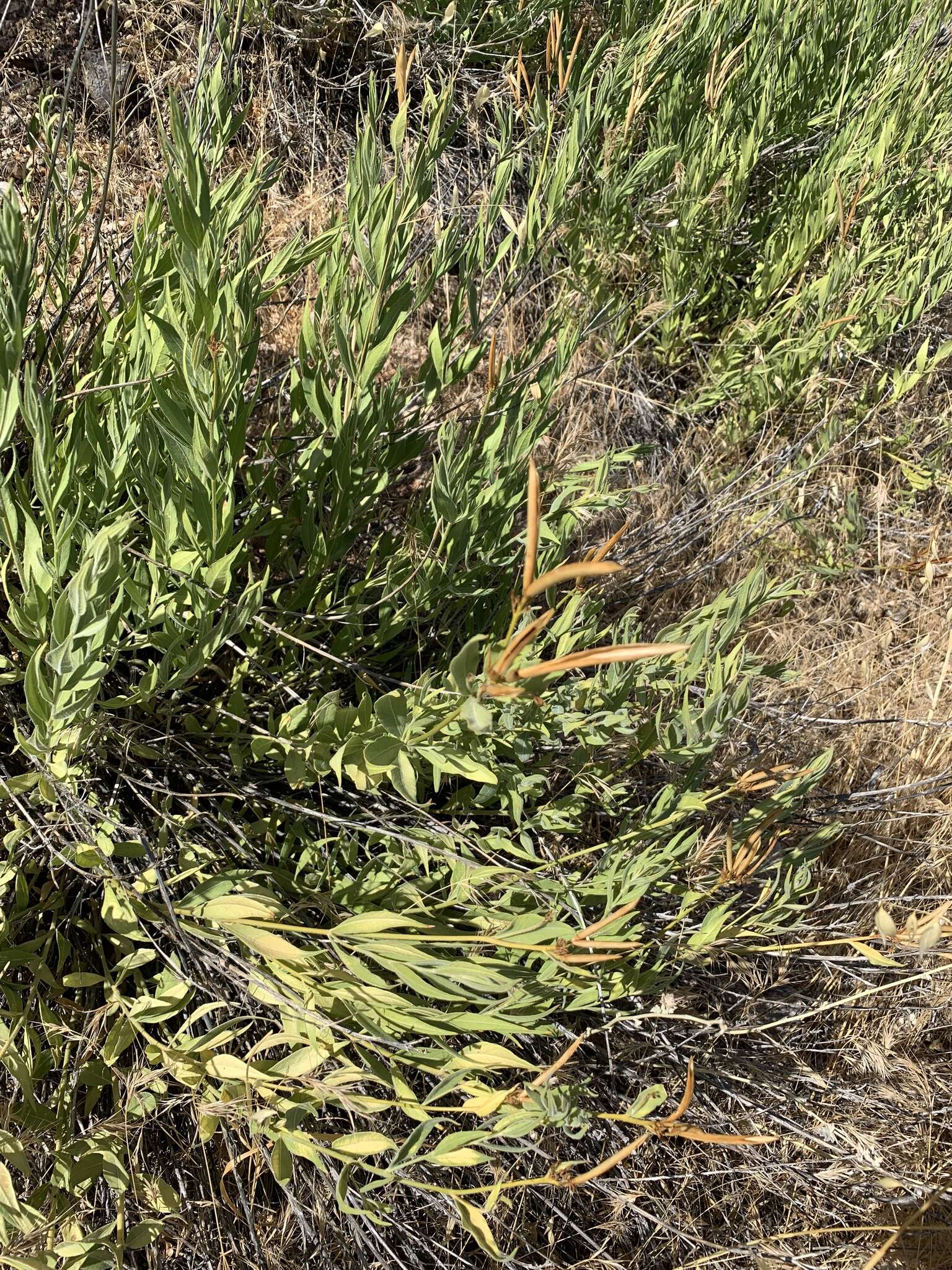 Plancia ëd Amsonia palmeri A. Gray