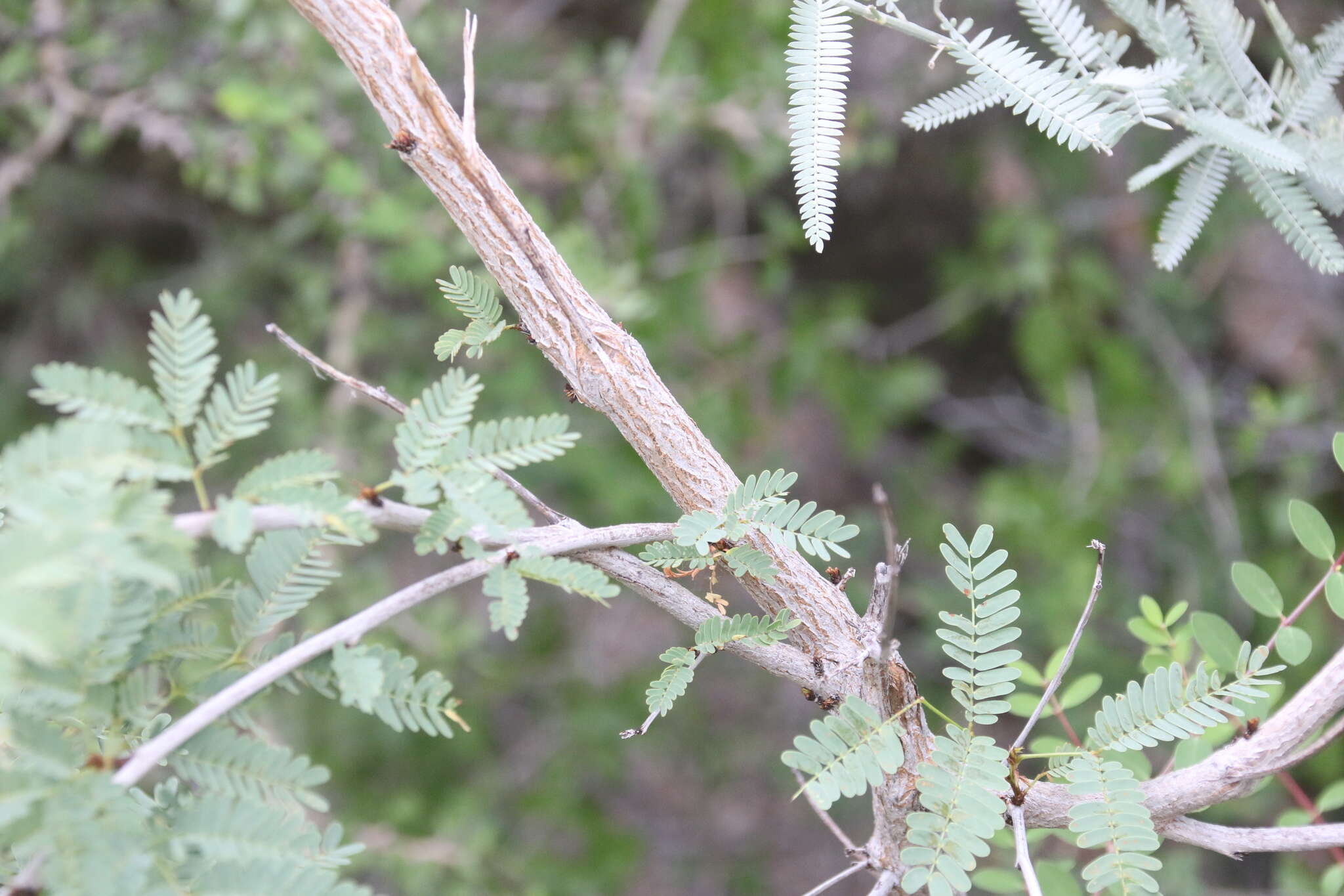 Image of Desmanthus fruticosus Rose