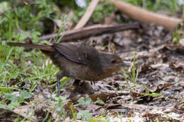 Слика од Pycnoptilus Gould 1851