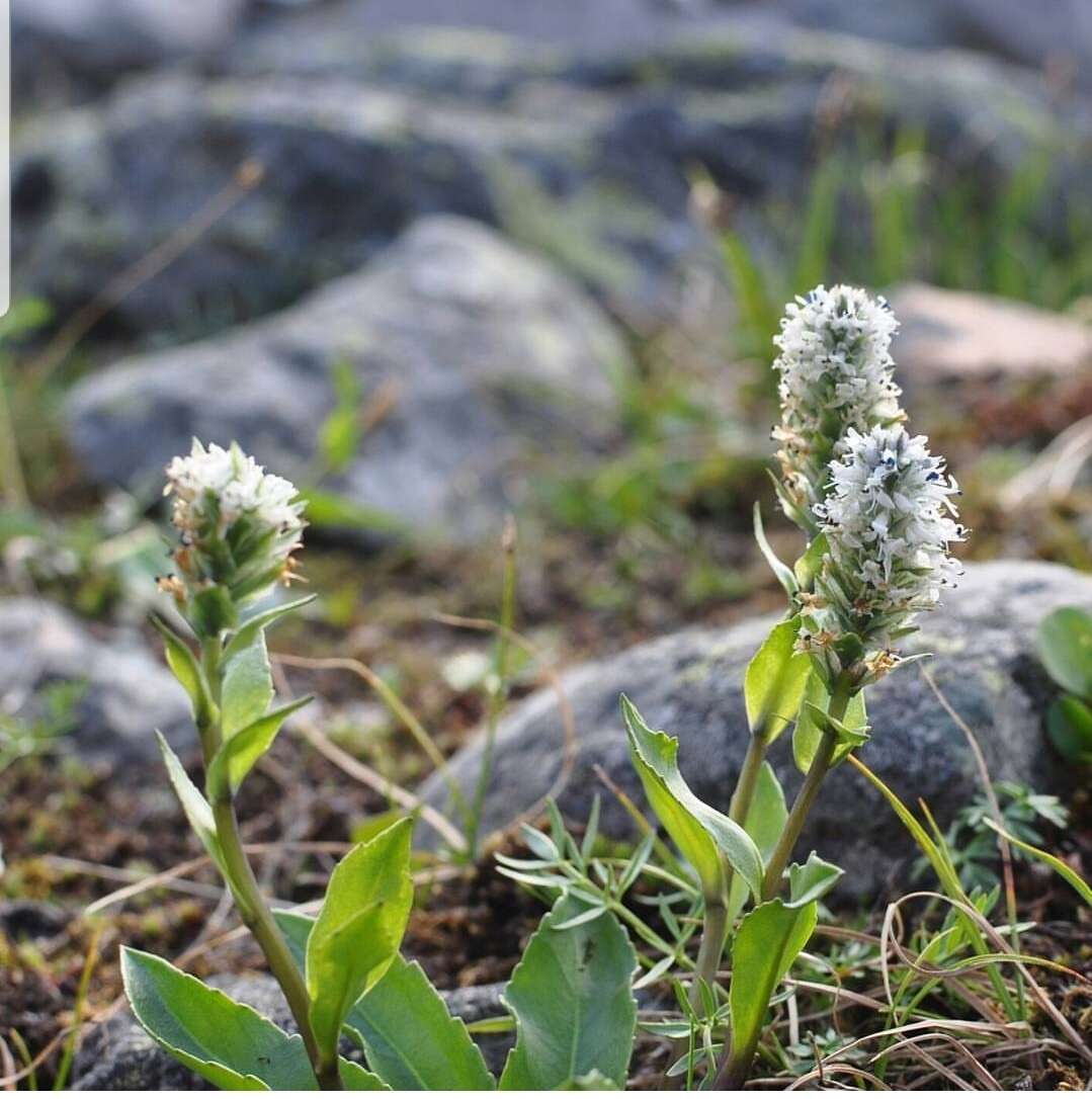 Image of Lagotis uralensis Schischk.