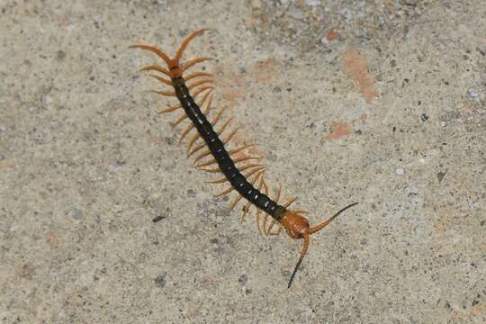 Imagem de Scolopendra multidens Newport 1844