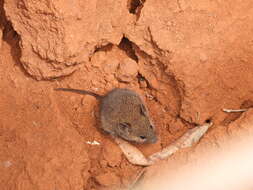 Image of Northern Pygmy Mouse