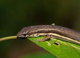 Image of Highland Forest Skink