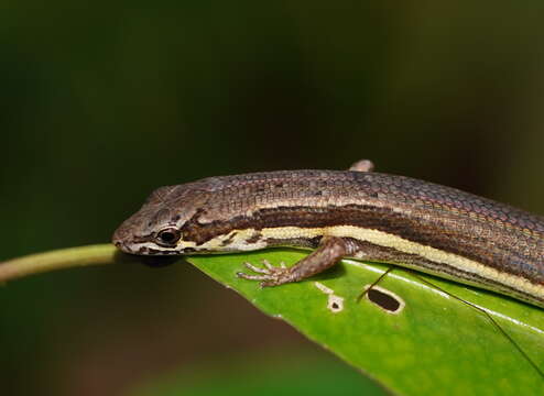 صورة Saproscincus rosei Wells & Wellington 1985