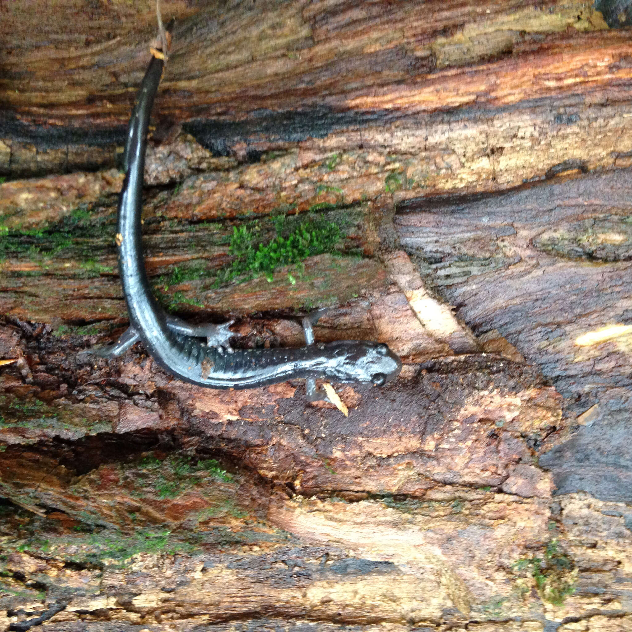 Image of Wehrle's Salamander