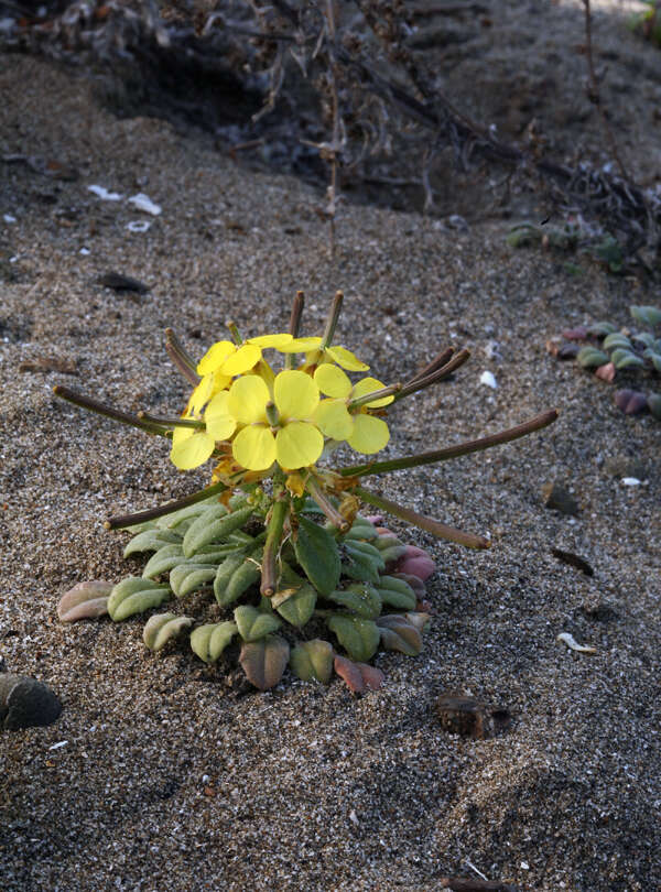 Imagem de Erysimum menziesii (Benth. & Hook. fil.) Wettst.