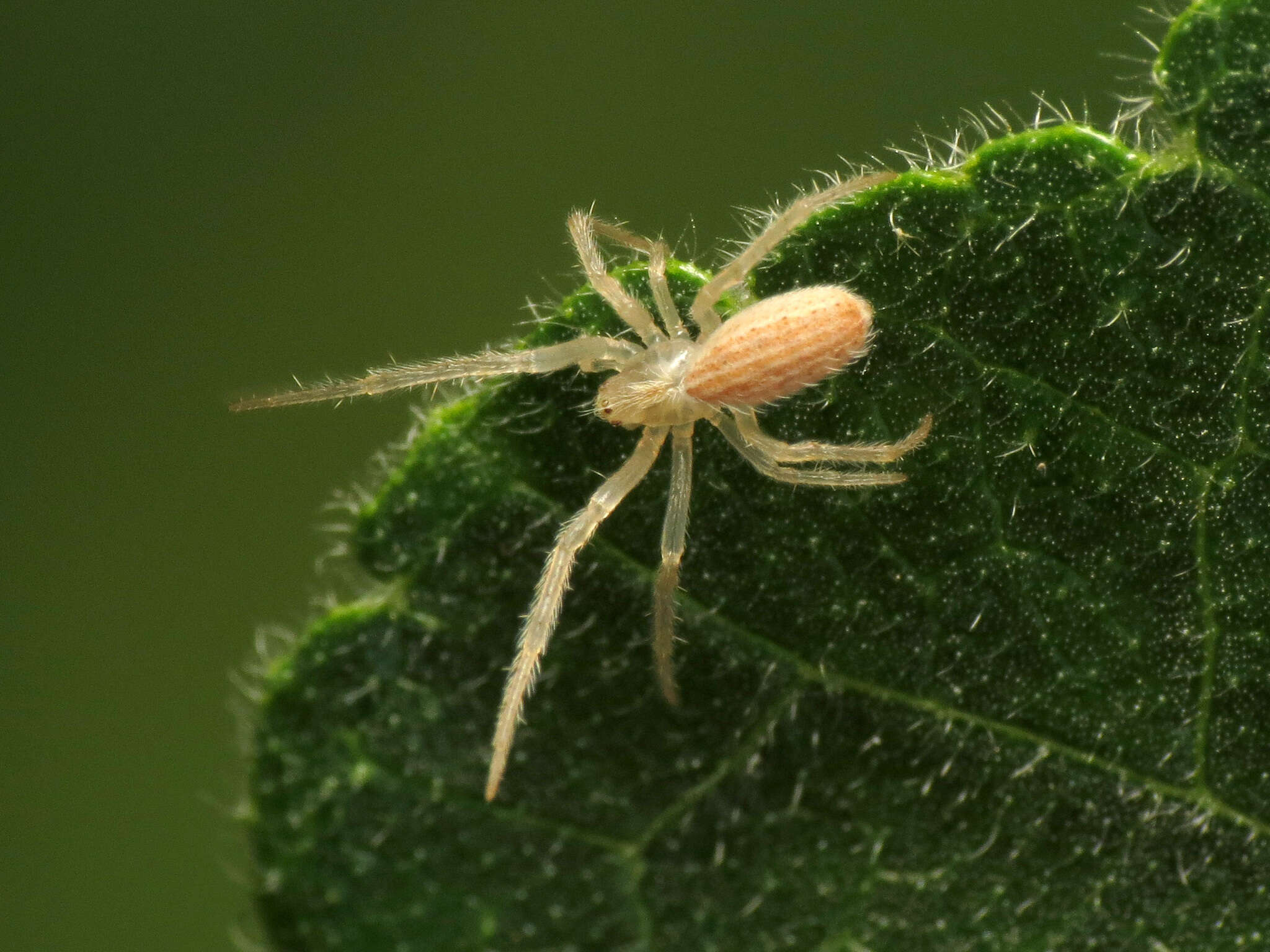 Larinia lineata (Lucas 1846) resmi