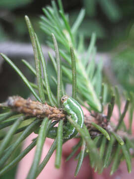 Image of European Spruce Sawfly