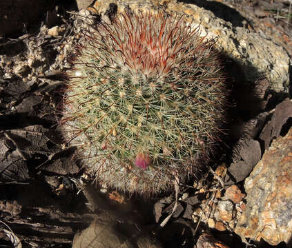 Mammillaria jaliscana subsp. jaliscana的圖片