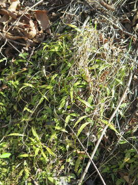 Image of Asplenium ruprechtii Kurata