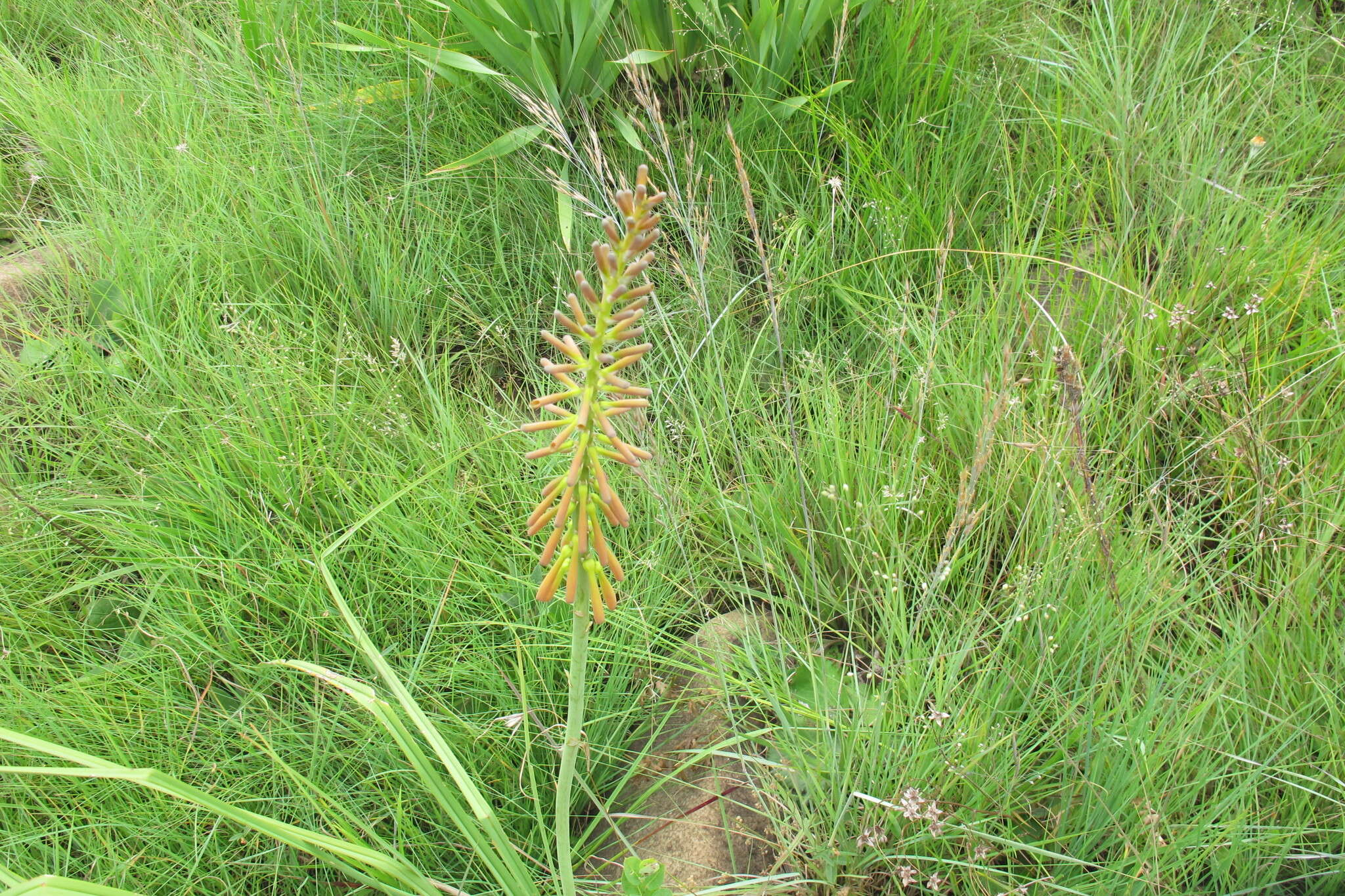 Image of Kniphofia laxiflora Kunth