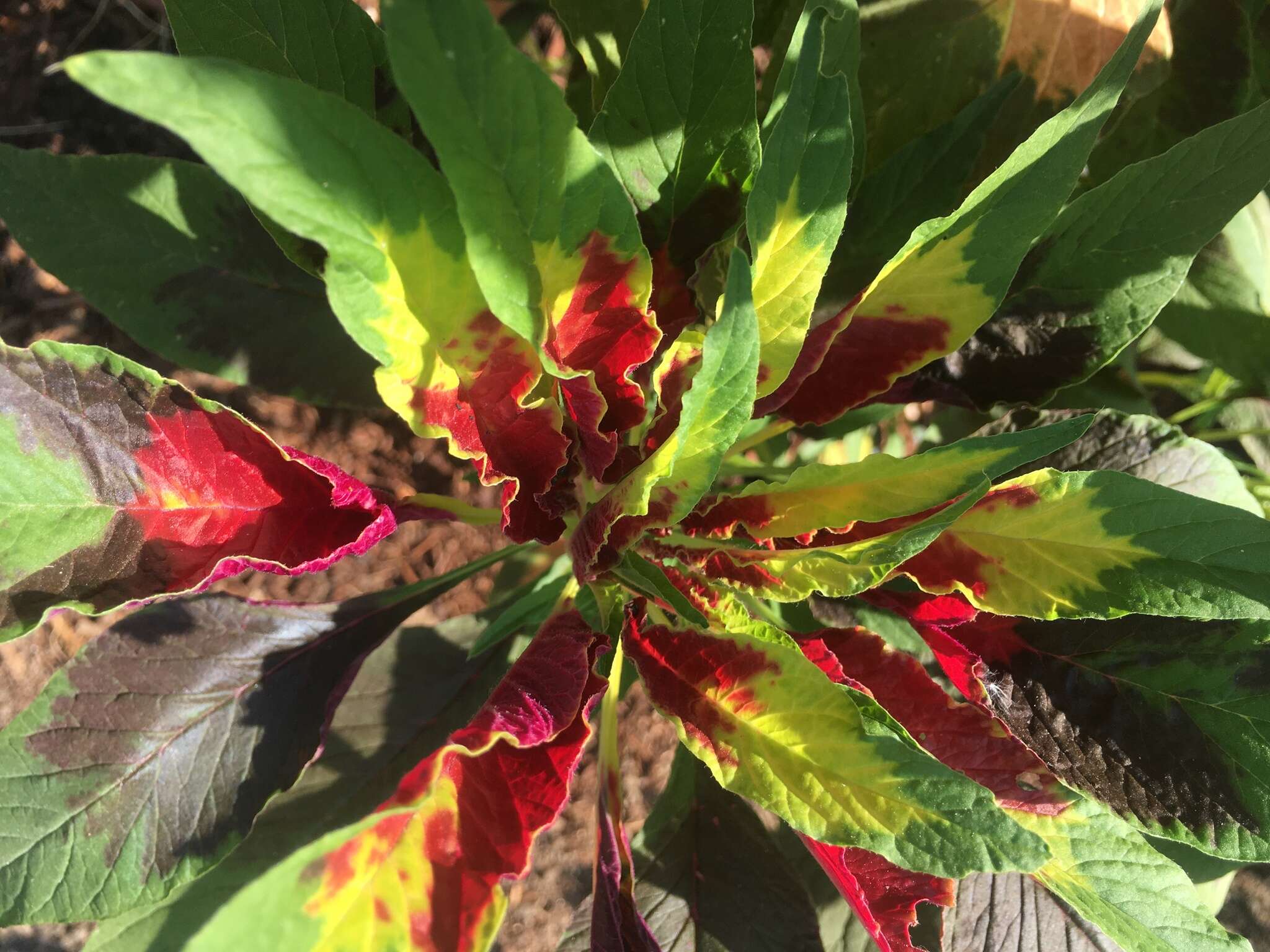 Imagem de Amaranthus tricolor L.