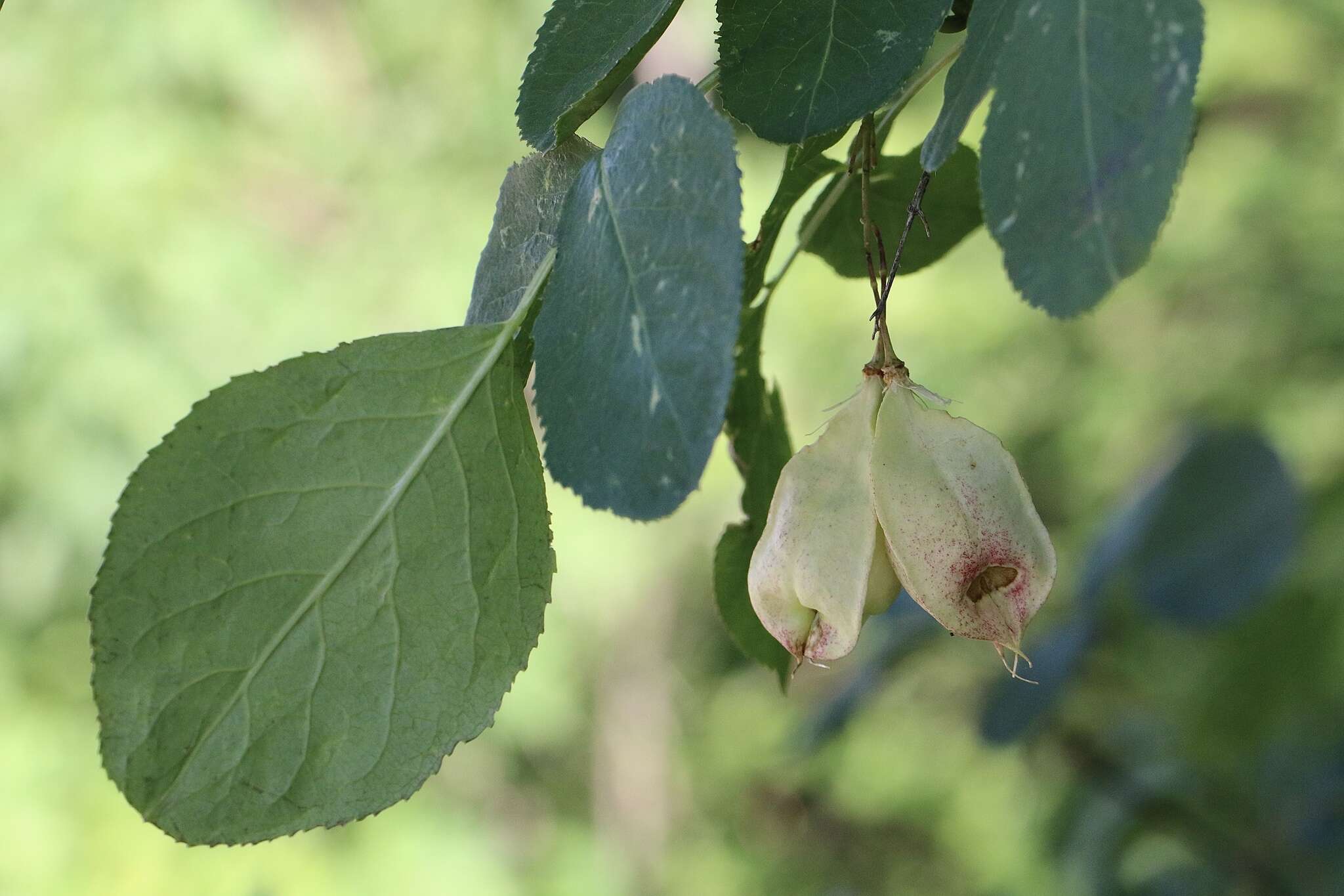 Image of Sierra bladdernut