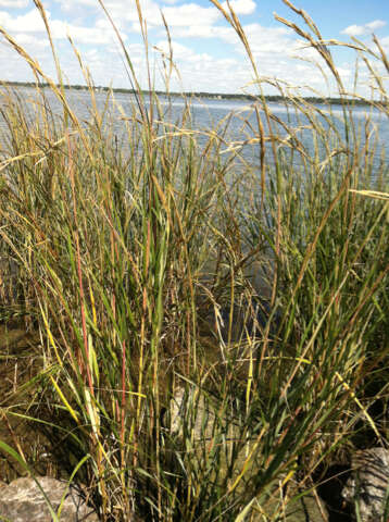 Image of Saltwater Cord Grass