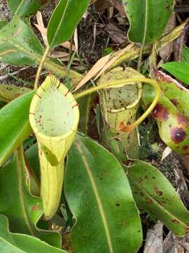 Image of Nepenthes chaniana C. Clarke, Chi. C. Lee & S. McPherson