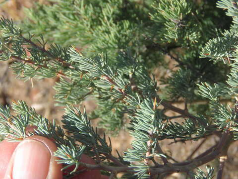 Image of Asparagus glaucus Kies