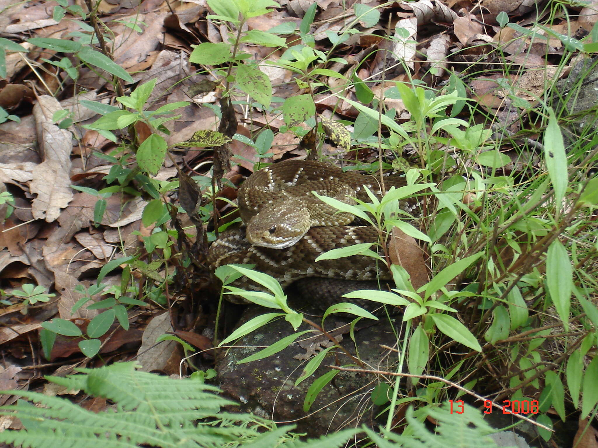 Image of Basilisk Rattlesnake