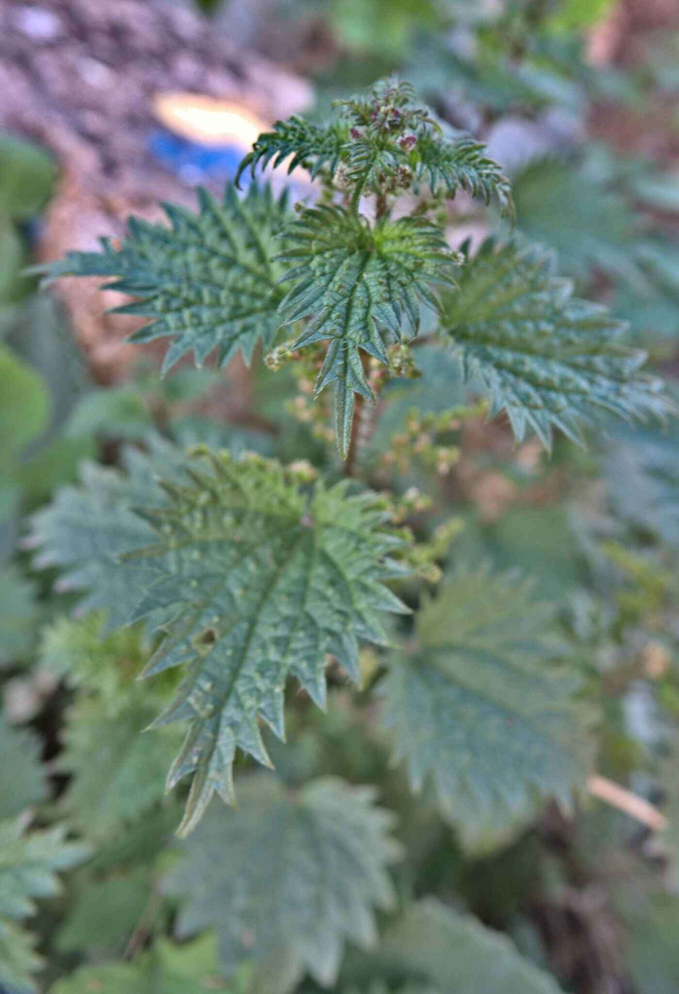 Image de Urtica atrovirens Req. ex Loisel.