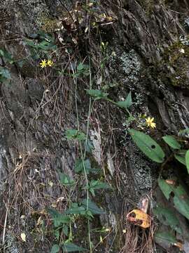 Image of Senecio scandens var. crataegifolius (Hayata) Kitam.